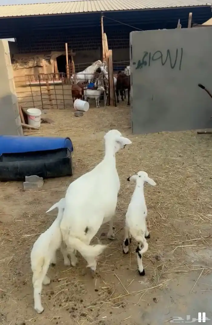 حريه رغوث 2