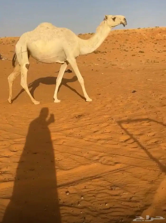 بكرة وضحا كفو للبيع 0