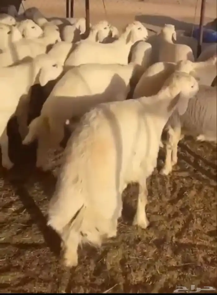 خرفان ناهي جبر صنف الصنف 0