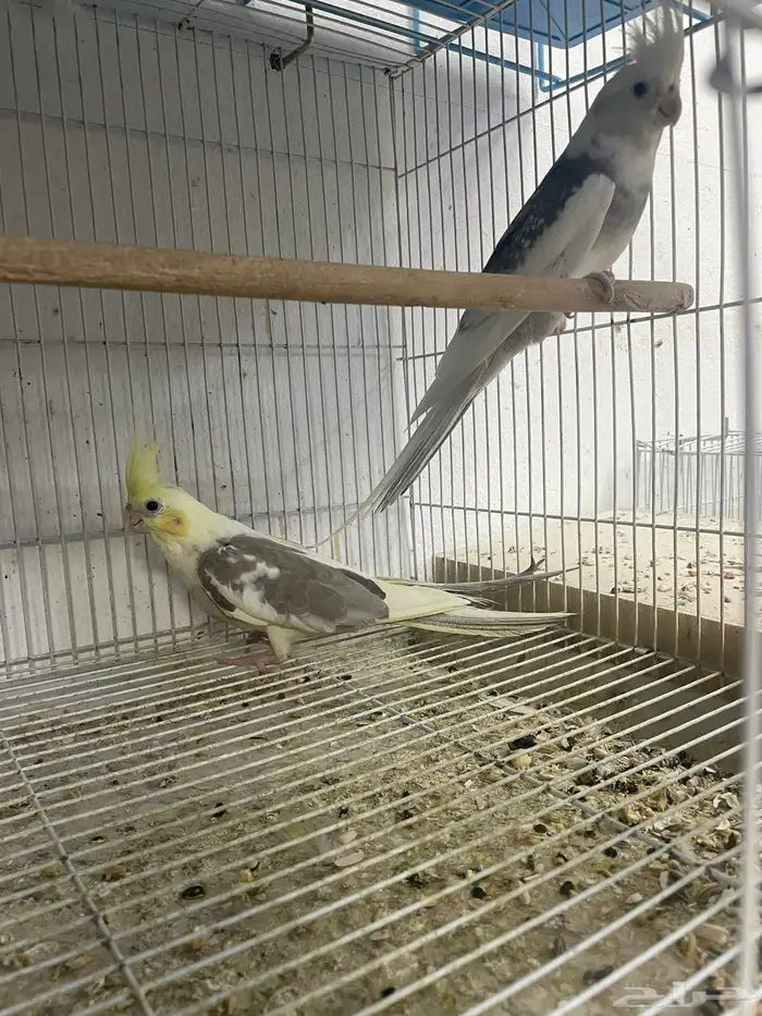 للبيع جوزين كروان مع فروخهم 4