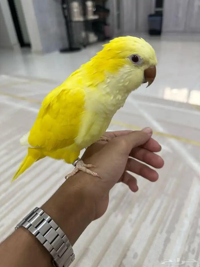 كويكر للبيع لاتينو 4