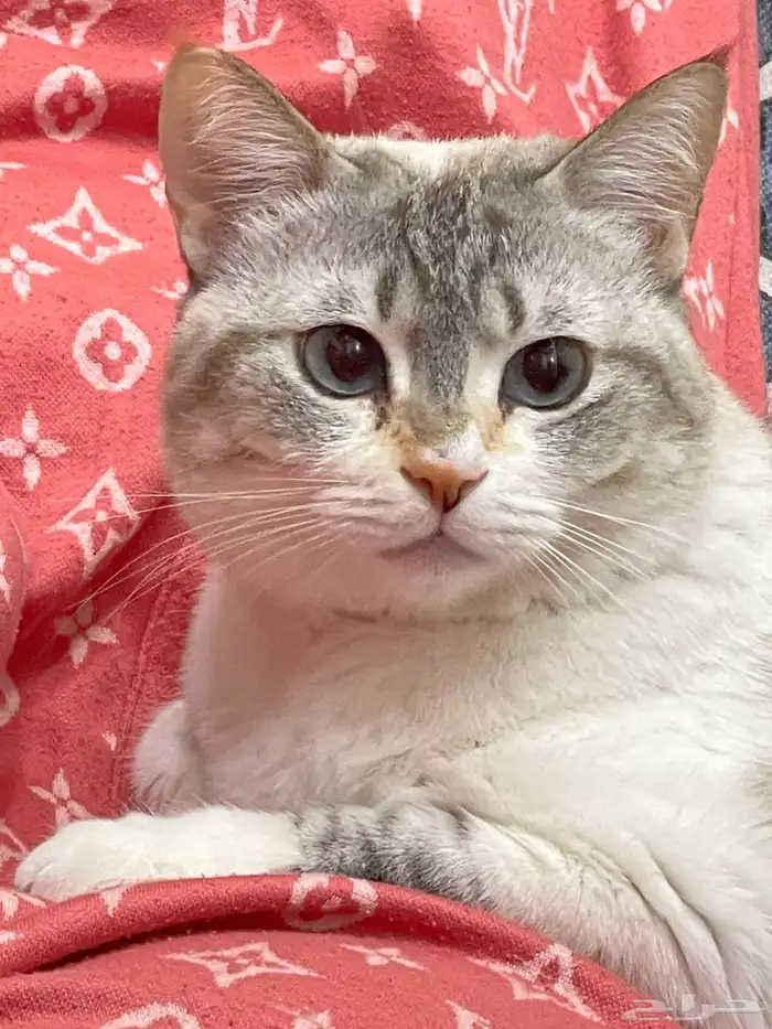 قطه للتبني معقمه 0