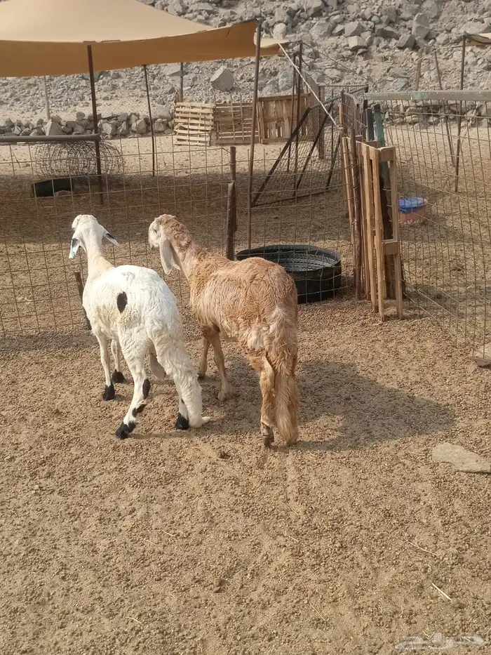 الشميسي طريق الخواجات 0