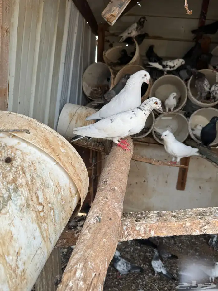 حمام مشكل للبيع جمله او تفريد 2