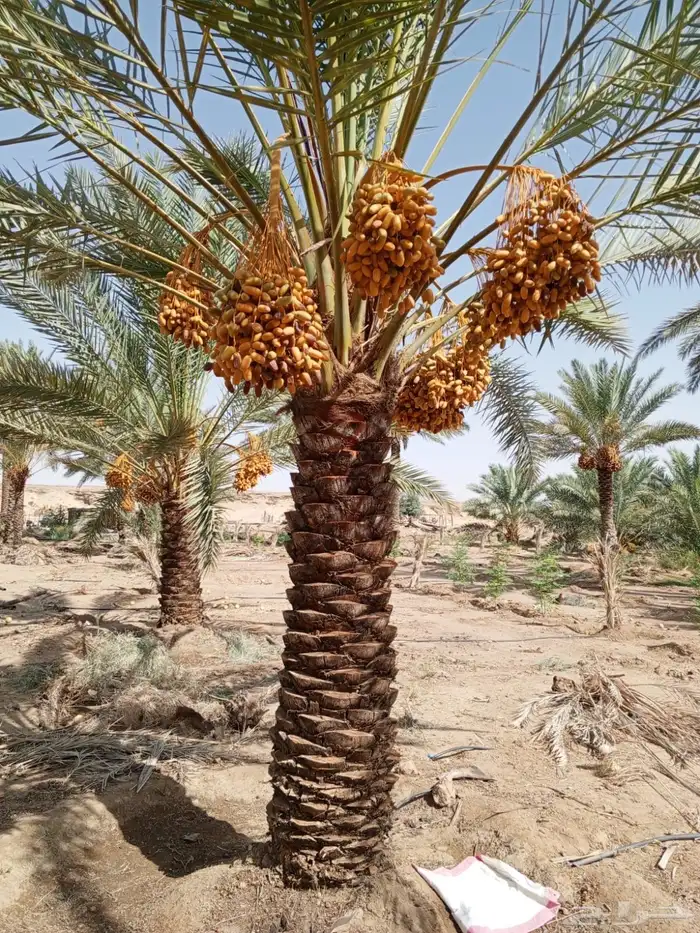 للبيع تمر نخل برني و برحي وحلوة -محافظة تيماء 1