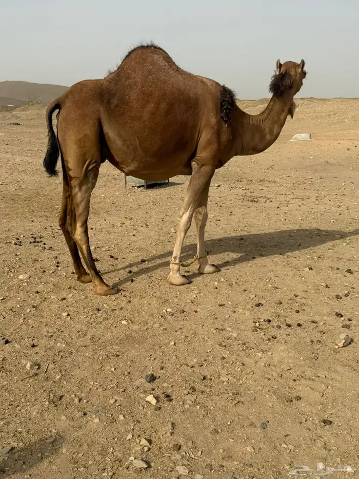 بكره بكر ملاقي 4
