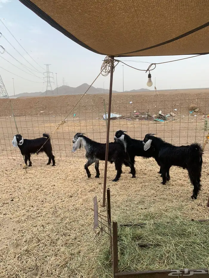 تيوس عوارض طليان حري رخال ذبايح ثلاجه ذبائح مناسبات 1