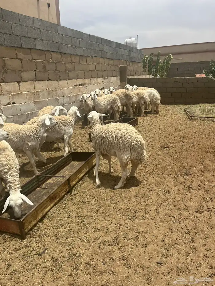 غنم صنف شعره قطنيه 11