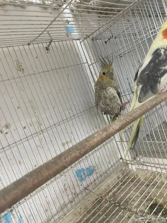 للبيع جوزين كروان مع فروخهم 0