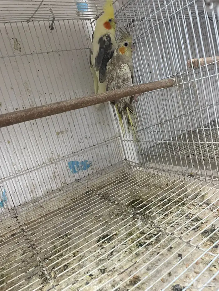 للبيع جوزين كروان مع فروخهم 1