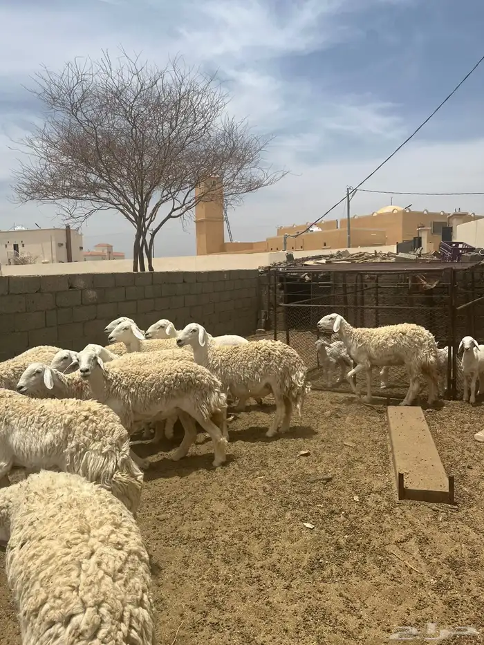 غنم صنف شعره قطنيه 3