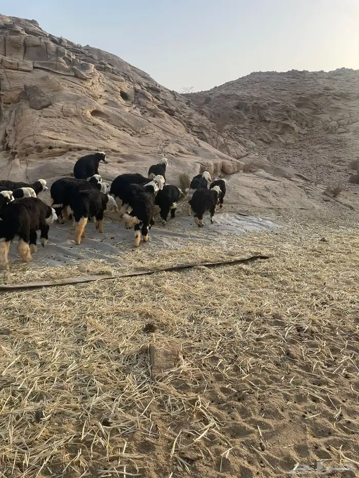 رخال نجد 5