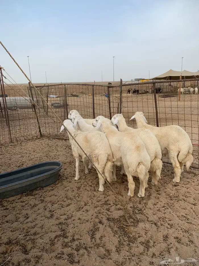 تيوس عوارض طليان حري رخال ذبايح ثلاجه ذبائح مناسبات 3