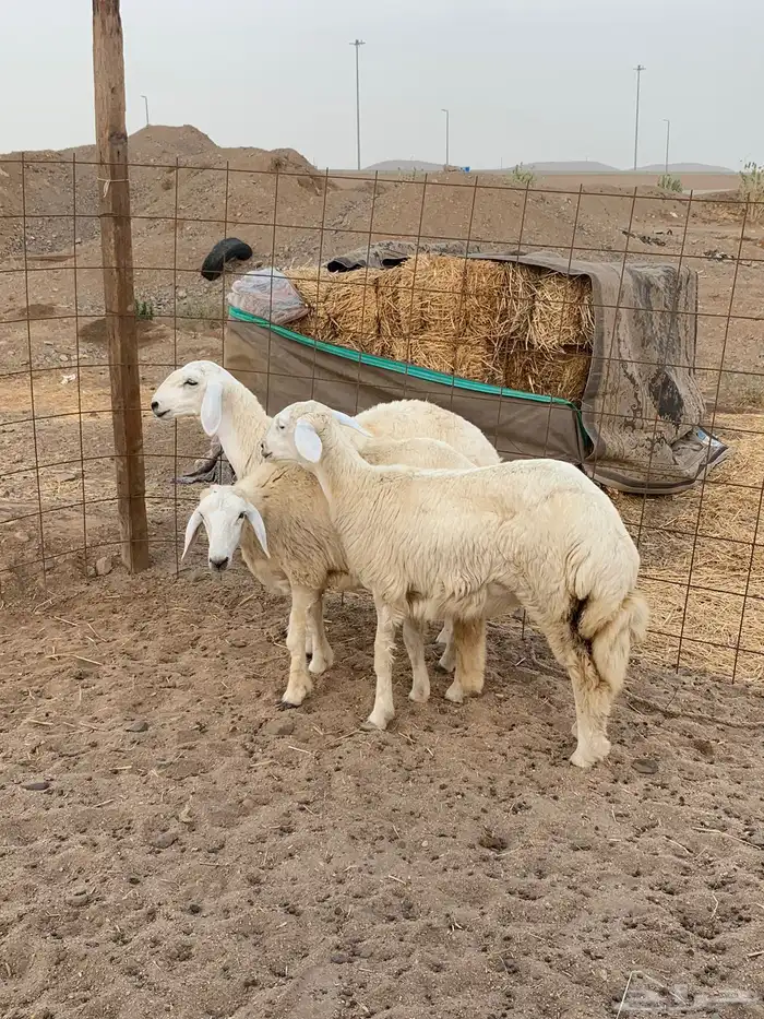 تيوس عوارض طليان حري رخال ذبايح ثلاجه ذبائح مناسبات 6