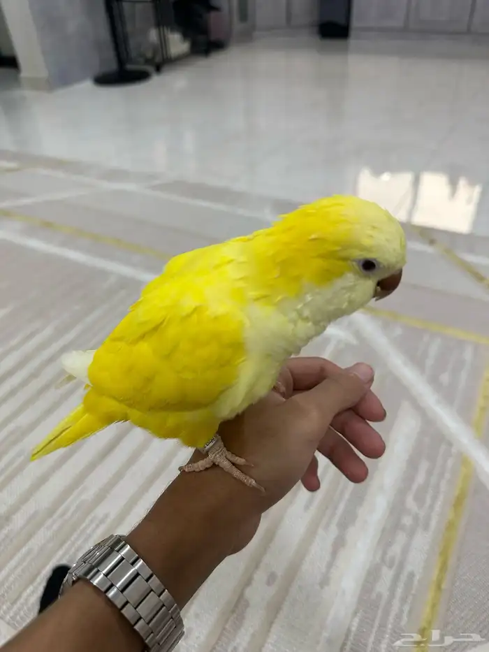 كويكر للبيع لاتينو 1
