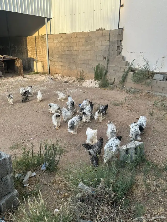 دجاج براهما 0