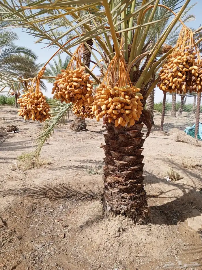 للبيع تمر نخل برني و برحي وحلوة -محافظة تيماء 2