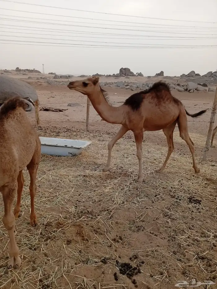 جنبه ساحليه 9