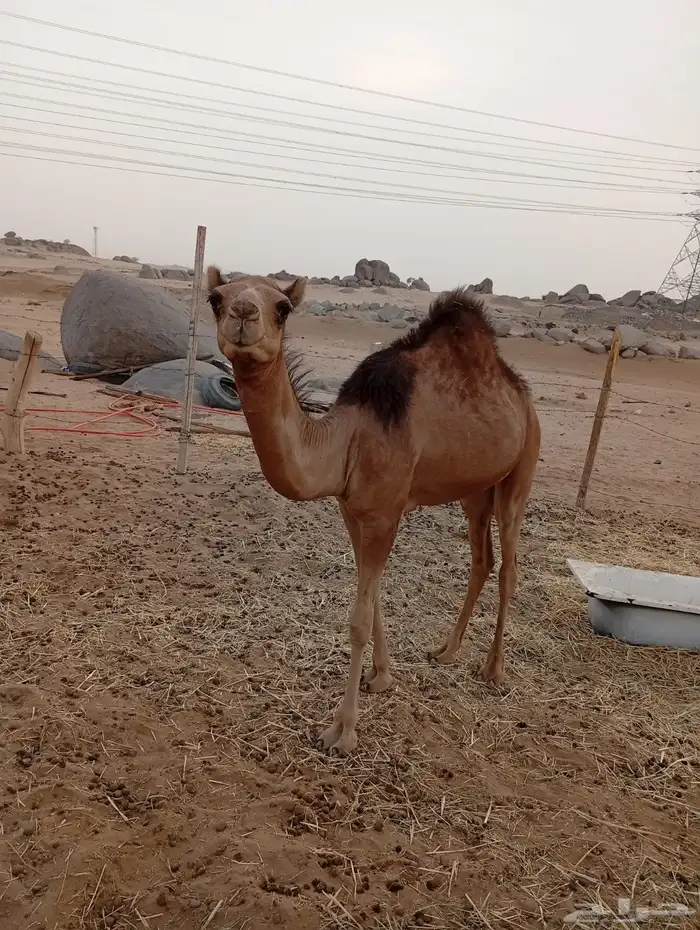 ناقة ساحليه جنب 7