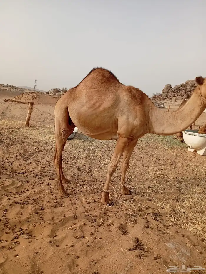 ناقة ساحليه جنب 0