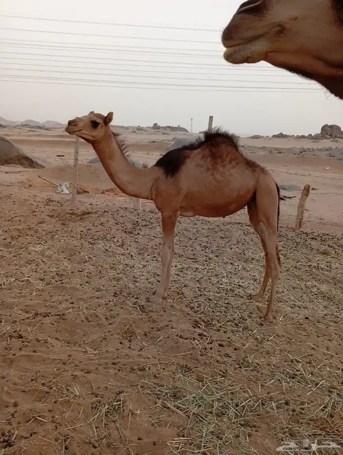 ناقة ساحليه جنب 12