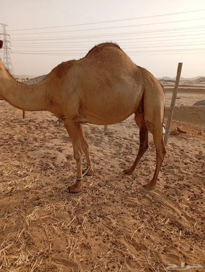 ناقة ساحليه جنب 1
