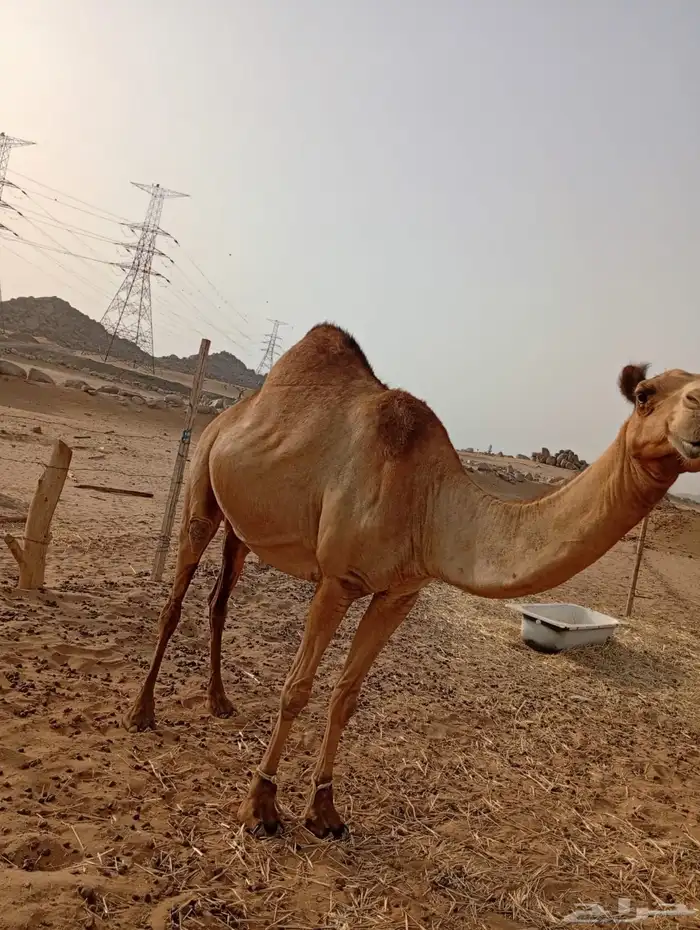 جنبه ساحليه 4