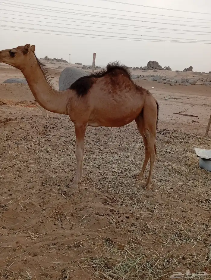 ناقة ساحليه جنب 9