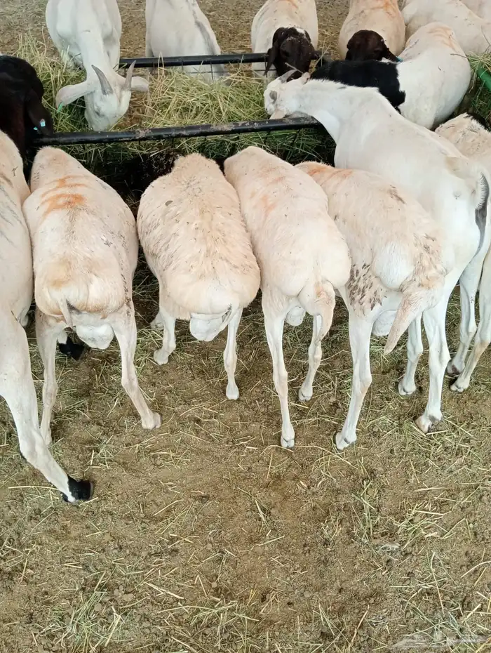 برابر وتيوس مرباه للجمله أوزان عاليه 6