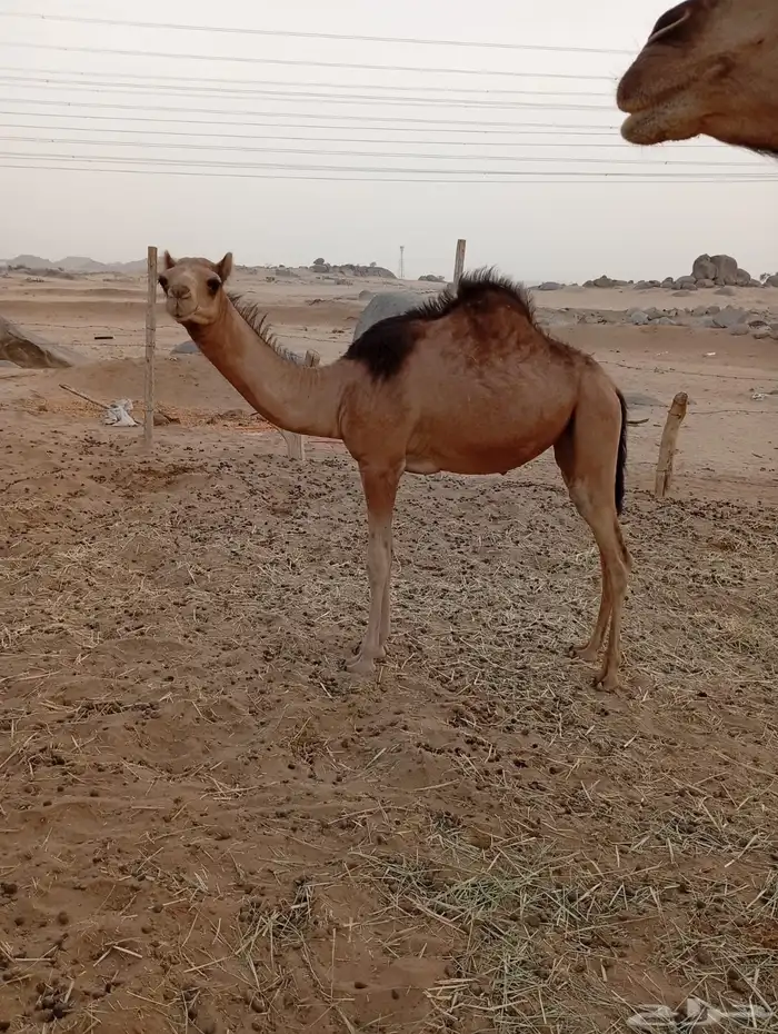 جنبه ساحليه 14