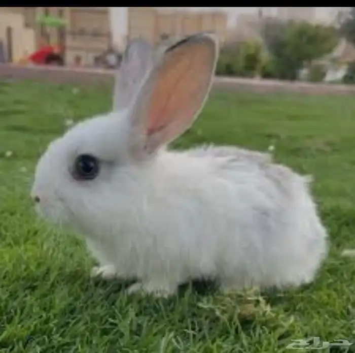 أرانب للبيع 0