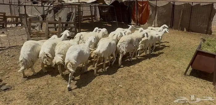 ضان حريات 0