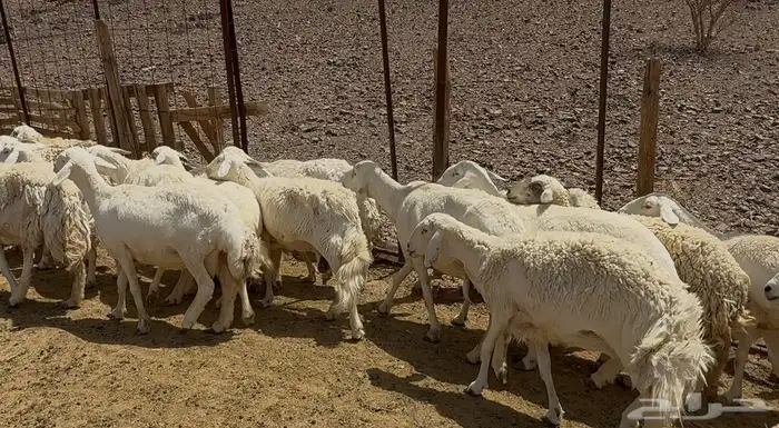 ضان حريات 5