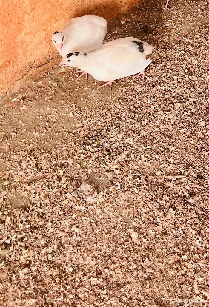 بيض سمان تكساس 1