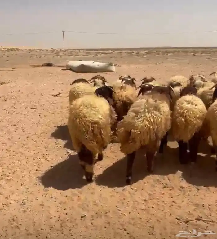 خرفان عدد 38 1