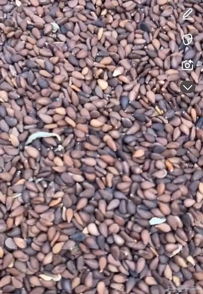 سمسم بلدي 0