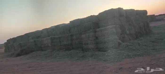 متوفر لدينا برسيم صافي 2