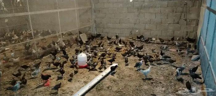 دجاج فيومي 3
