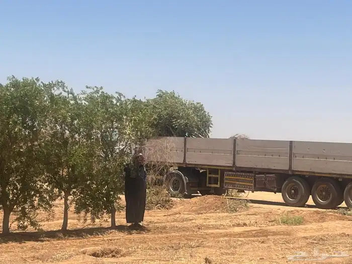 اشجار زيتون 8