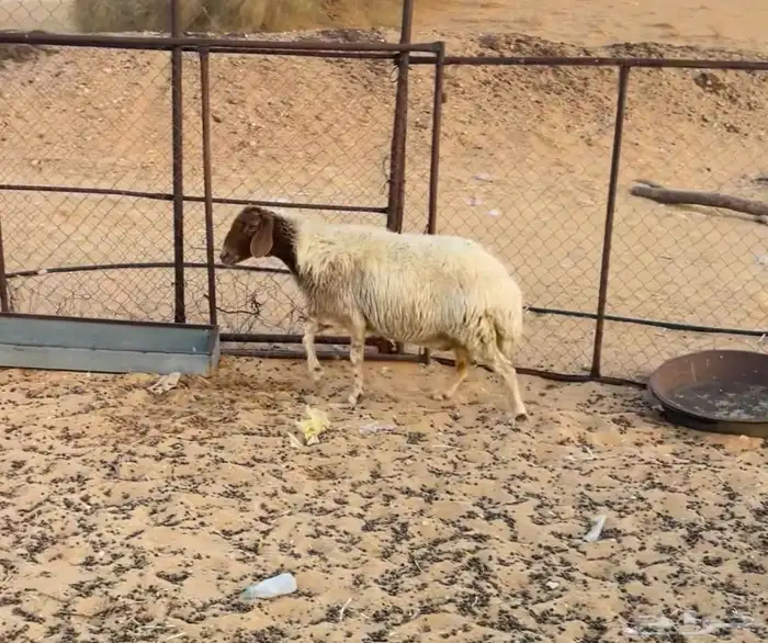 شاه نعيميه 0