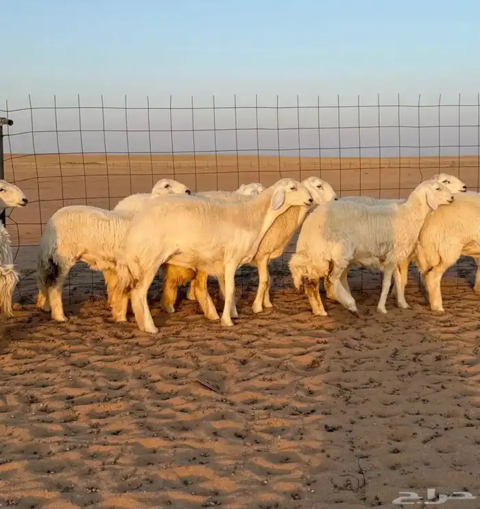 رخال حرش دفيع كلها جذعات لك ولزمن مشالله باقي تفاصيل وتسب 1