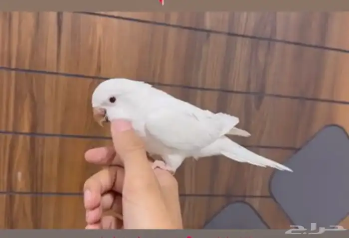 كويكر متكلم 1