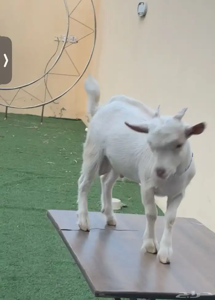 الماعز القزم 3