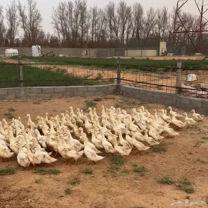 بط بكيني سوبر جانبو شرط اصحه 1