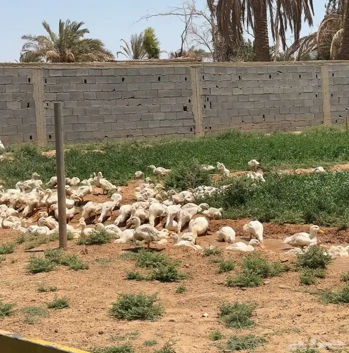 بط بكيني سوبر جانبو شرط اصحه 0