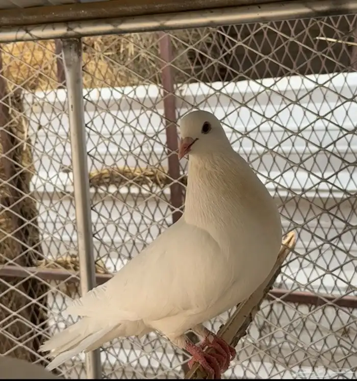 أربع اجواز حمام 4