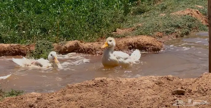 بط بكيني سوبر جانبو شرط اصحه 2