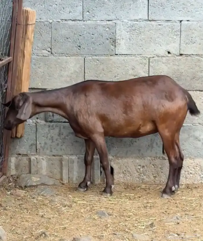 عنقان دهم دبس جم 0