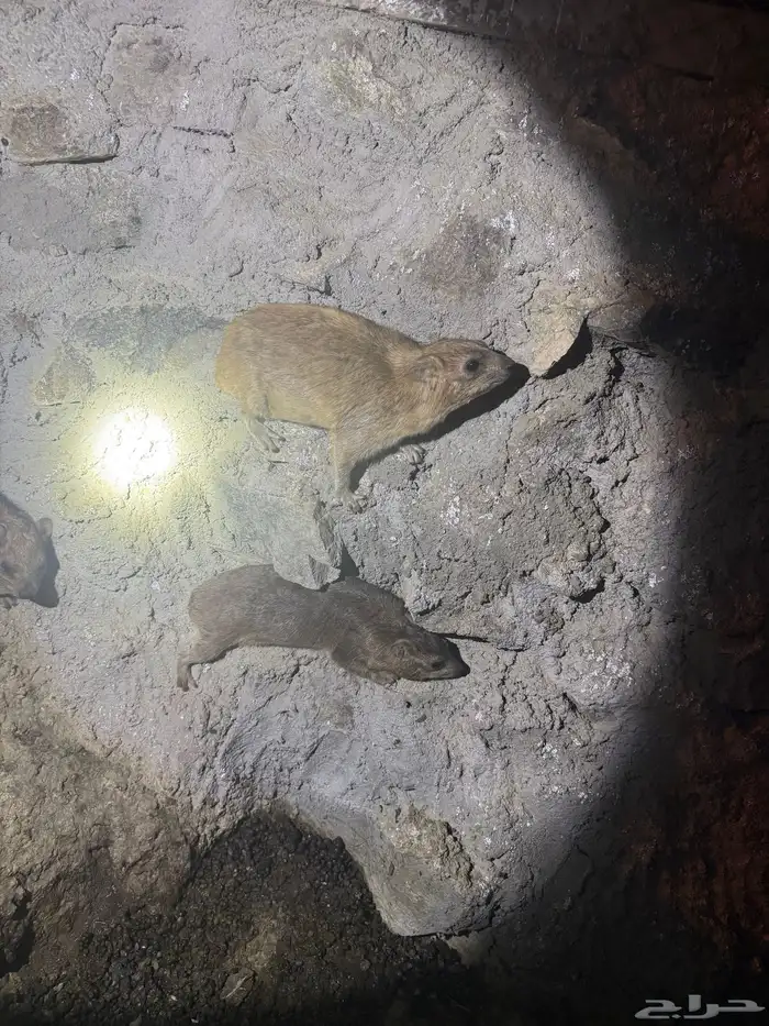 و ب ر ا ن جنوبيه محميه عدد 52 1