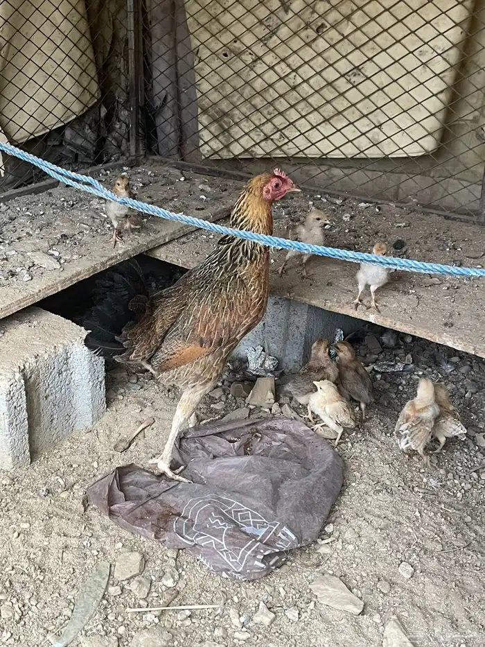 دجاجة عليها 4 فروخ 3